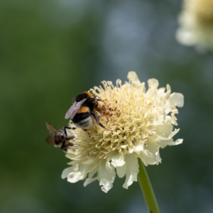 Imkerijdag op De Kruidhof op zaterdag 12 juli 2025